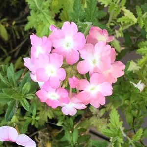 Meet your Posher, Lesley